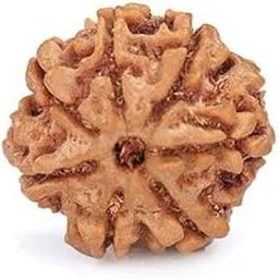 TRINETRA GEMS STONE Real Brown सात मुखी रुद्राक्ष For Make Pendant Mala Genuine Seven Face Rudraksha From Nepal Superb 7 Mukhi Rudraksha IGL Lab Certified Blessed Lord Lakshmi Sat Mukhi Rudraksha-11