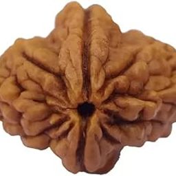 ShivTantraTwo mukhi Kaju Rudraksha Bead Certified/Original Two Mukhi Rudraksh bead Two faced Rudraksha (Brown) with Certificate and Puja Instructions-image-53