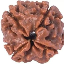 Four mukhi Rudraksha is Original bead Certified, Quality Pure 4 Mukhi Rudraksha four Face Chaturmukhi Rudraksha Pendant Chaarmukhee Rudraksha beadX15-image-33