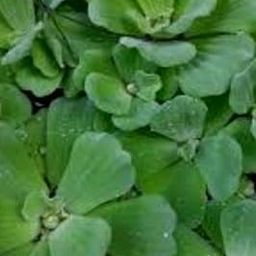 SIVSENKAR ARGANICS beautifully Live Water Cabbage Plant, Aquatic Lettuce for Water Purification As a natural water purifier, water cabbage helps maintain water quality by absorbing excess nutrients.-image-80