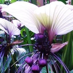 Ritz Farming Tacca/bat lily flower bulbs | organic purple with white Tacca lily flower bulb for Home pots | all Season Flowering seeds for Gardening Pack of 1 bulb-image-91