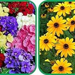 Agnico Sunflower Miniature (50 Seed) And Philox Mix Color (50 Seed) Flower Seeds Pack.-image-75