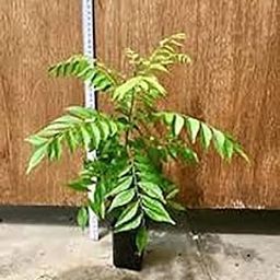 Curry Leaf Plant-Curry Leaf Live Plant Pot Not Included-Polythene Bag Curry Leaves Herb Plant in Black Pot (Sweet Neem), Curry patta plant (Curry patta plant)-image-2