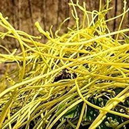KD_AMARBELL_LEAVES, Herbal Supplement for Hair Growth, 50 Grams, Natural Herbs for health remedies.-image-44