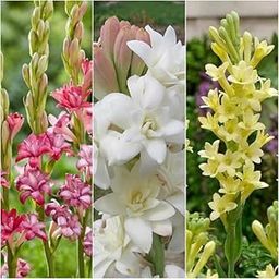 Tuberose bulbs double,rajnigandha double petal all season hybrid (Pack of 8 Multicolour bulbs)-image-29