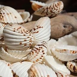 JUNERUSH Natural Dotted white artificial Sea Shell for Crafts, charms, Aquarium Decorations Mixed Beach charms Fish Tank Vase filler Decor-16