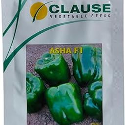 Clause Asha F1 Green Bell Pepper Capsicum Vegetable Seeds (1000 Seed)-image-8