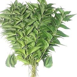 Fresh Neem Leaves, 50 g-image-9