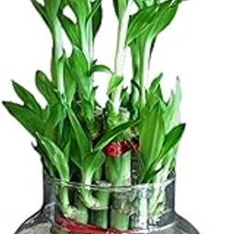 Sugram 2 Layer Lucky Bamboo Feng Shui Plant Plant With 3 inch Opening Oval Glass Pot Gift Living Room Plants Indoor Plants-picture-9