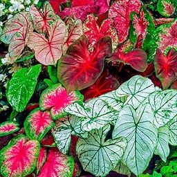 Plantogallery™ Flower Bulbs | Caladium Bulbs Malti-Color | For all Season Home & Gardening Bulbs | (20 bulbs Malti-color)-image-71