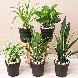 Green Live Plants | Indoor Plants | Combo: Set of 4 Plants without pot | NASA Recommended Air Purifying Plants for Home/Garden & Office-image-69
