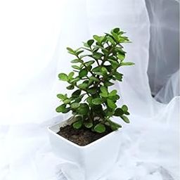 Rosarian®Good Luck Live Indoor Jade Plant In Black Plastic Pot For Home (size: small) | Indoor Plants for Living Room| Live Plants With Pots | Lucky Plants For Home-image-42