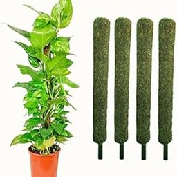 Moss Grass Stick for Climbing Money Plant, Indoor Plants, Housing Plants Support 3 Feet (Pack of 4)-picture-10