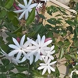 Oxygreenplant Kund,Downy jasmine, chameli, balini, kundam,Jasminum multiflorum Air Layering Grafted Healthy Live flower Plant Actual Plant Height .5 ft to 1.5 ft, (Hybrid, Pack of 1-image-55