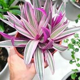 24 hours oxygen giving indoor plants,Rhoeo Plant (Moses in the Cradle/Oysterplant/Boatlily) - pink spider Live Plant | Vibrant Indoor/Outdoor Foliage (1 Live plant)-image-10