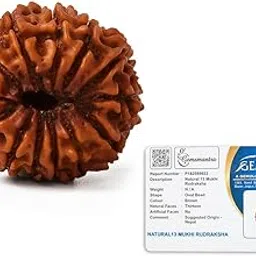 Gemsmantra 13 Mukhi Rudraksha Bead Without Silver Pendant | Medium Size | Original Nepali | Natural and Lab Certified | Represents Lord Indra & Lord Kamadeva Creativity & Success For Men & Women-picture-49