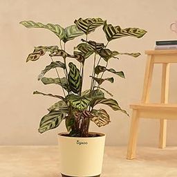 UGAOO Peacock Live Plant with Self Watering Pot - Large-image-50