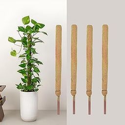 GREENON® 4 Feet Coco Pole Pack of 4 Perfect for Money Plants, Vine Plants, Creepers, Pothos, Monstera | Coco Moss Stick for Climbing Indoor Plants | Big Size Plants Creepers Support-29