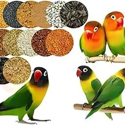 Cocktiel and African Love bids Seed Mix. All Type of Love Birds and Small Birds Mix, Natural Multi Millet Nutrient Bird-900gm Pack of 1. it Will be Increase breeding Ability.-image-91