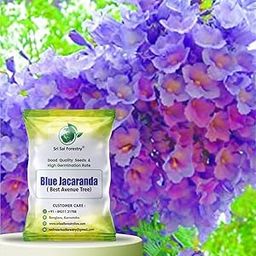 SRI SAI FORESTRY Blue Jacaranda Mimosifolia Flower Tree Seeds for Avenue,Live Fencing,Garden Pack of 100-image-21