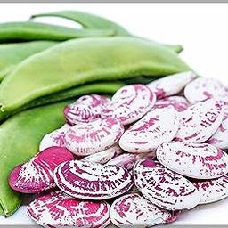 Double Beans - Red seed (Lima Beans) - Traditional Seeds (Pack of 10+ Seeds)- GardenHunt-image-3