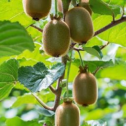 Kiwi fruit plant seeds (25 seeds)-image-3