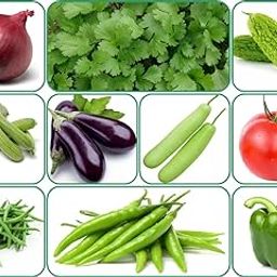 Aero Seeds 10 Variety Of Vegetable Seeds Combo Pack With Instruction Manual.-image-5