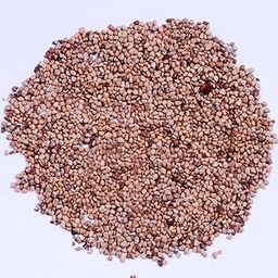 Guava seeds,Amrud, Amrut Seeds,(Psidium guajava Seeds), guava seeds for planting, red guava seeds, Guava hybrid all seasons all seasons Pack of 100 g-image-25