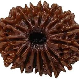 Original 15 Face Rudraksha Bead पंद्रह मुखी रुद्राक्ष Oval Shape Fifteen Mukhi Rudraksha IGL Certified Genuine Pandrah Mukhi Rudraksha Nepal Origin For Jap Mala-15