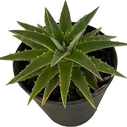 Indian Gardens - Dyckia Brevifolia plant Indoor live Plant in 3 inch pot-image-78