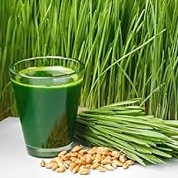 Ayodhyavati wheat grass seeds (1kg) Grow Your Nutrient-Packed Wheatgrass with Premium Seeds | Grows all Season Indoor and Outdoor (Pack 1 kg)-image-13