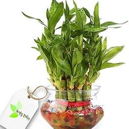 Leafy Tales Lucky Bamboo Plant in Glass Bowl with Jelly Balls-image-43