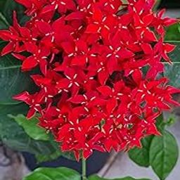 Live Rongon Flower Plant (Ixora) – Red Blooms for Home & Outdoor Garden | Evergreen Beauty | Indoor Friendly without pot (pack of 1)-image-97