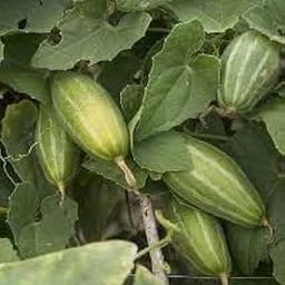 The Gifti ® Pointed gourd/Parwal/potol Live Plant Pack of 6 (1 male/ 5 female for home gardening)-image-26