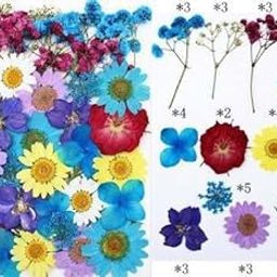 Litvibes Dried Pressed Real Flowers Colorful Natural Dried Flowers Daisies for Candles Handmade Art & Crafts Epoxy DIY Resin Pendant Jewellery Gifts Accessories Nail Art-image-89