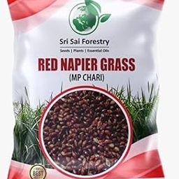 SRI SAI FORESTRY Red Napier Grass Seed | MP Chari Seeds for Cattle - 100 Gram | Lal Napier Grass For Cattle-image-21