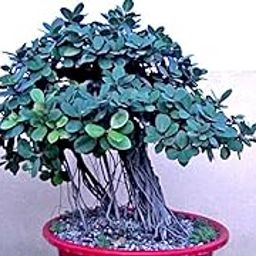 Chinese Banyan Money Tree Good Luck China Bot Feng Shui Indian Laurel Fig Indoor Bonsai Live Plant with out pot (Pack of 1)-image-56