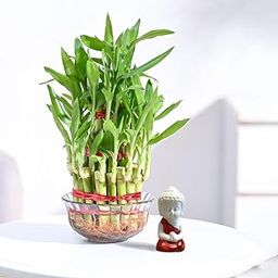 Ugaoo Lucky Bamboo 3 Layer Plant with Miniature Buddha - Anniversary, Birthday Gift for Men, Women, Boys, Girls & Couple-picture-8