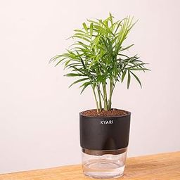 KYARI Bamboo Palm (Chamaedorea Palm) Air Purifier Live Plant with Black Self Watering Pot - Small 4 Inch-image-56