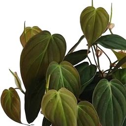 The Four Seasons Philodendron Micans | Velvet Leaf | Hederaceum | Rare Natural Live Plant in Pot-image-46