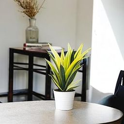Amulya FARMS & NURSERY Air Purifying RARE Snake Plant Golden Flame Indoor Live Plants for Living Room, Home, Office, Table, Kitchen & Desk Decor Items | Small Size - Black Pot Included-image-21