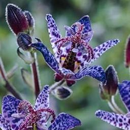 SVG® Blackberry Lily Bulbs | Belamcanda Flower Bulbs for planting home gardening Pack of 5 bulbs (BLUE)-image-125