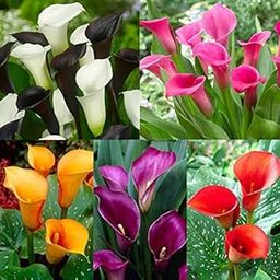 Audbhidhi Zantedeschia Calla Lily Flower Bulbs 100% Imported Rare Variety For All Season Home Gardening Planting (Pack Of 10 ) Mixed Colour-image-27