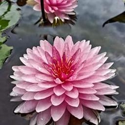 Mahasombut Live Hardy Waterlily Plant-image-29
