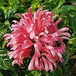 GreenCaart Justicia Carnea-Brazilian Plume/Flamingo Flower/Pink Parijat Pack Of 1-picture-22