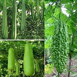 Seed Basket Native Climber Vegetable Seeds/Ridge Gourd/Bottle Gourd/Bitter Gourd Seeds For Gardening Outside And Terrace- Pack Of 3-18