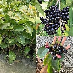 Golden Bloom Original Thai Grafted BLACK JAMUN GRAFTED THAI VARIETY HYBRID LIVE PLANTS| FRESH & HEALTHY LIVE PLANTS(HIGH YIELDING) Height 1.5-2 FT-image-15