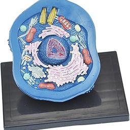 Lyla Animal Cell Anatomy Model Teaching Aids for Display Study Classroom Learning-picture-26
