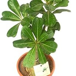 Indoor plants for living room gifting purpose,Adenium plant (Pack of 2 Healthy plant)-image-41