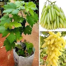 Gorgeous Glory Garden Live Hybrid Air Layer Live Grapes Plants Golden Green Grape Fruit 1 Healthy Plant in Nursery Plant With Pot-image-5
